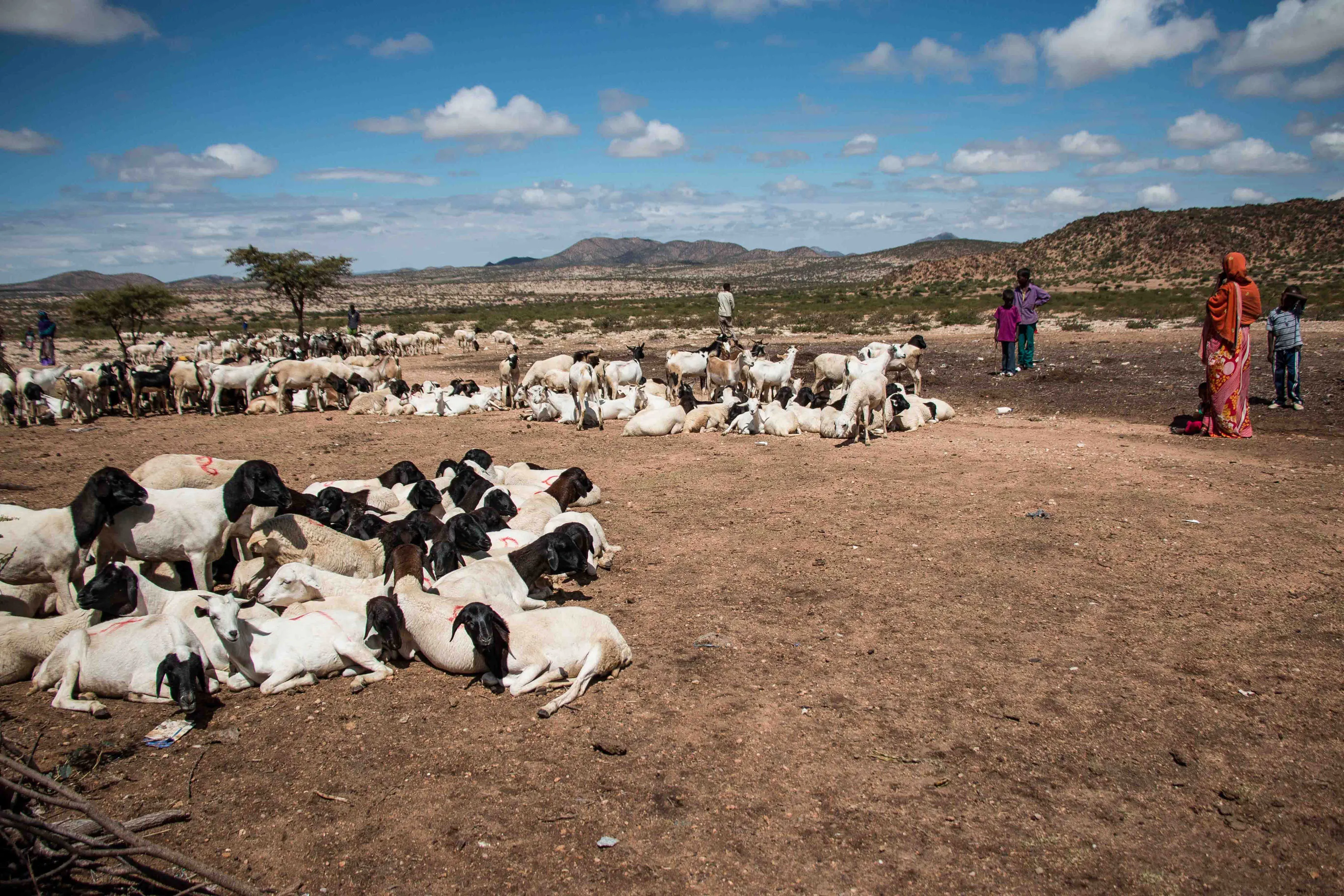 Please Do Not Use/ Somaliland