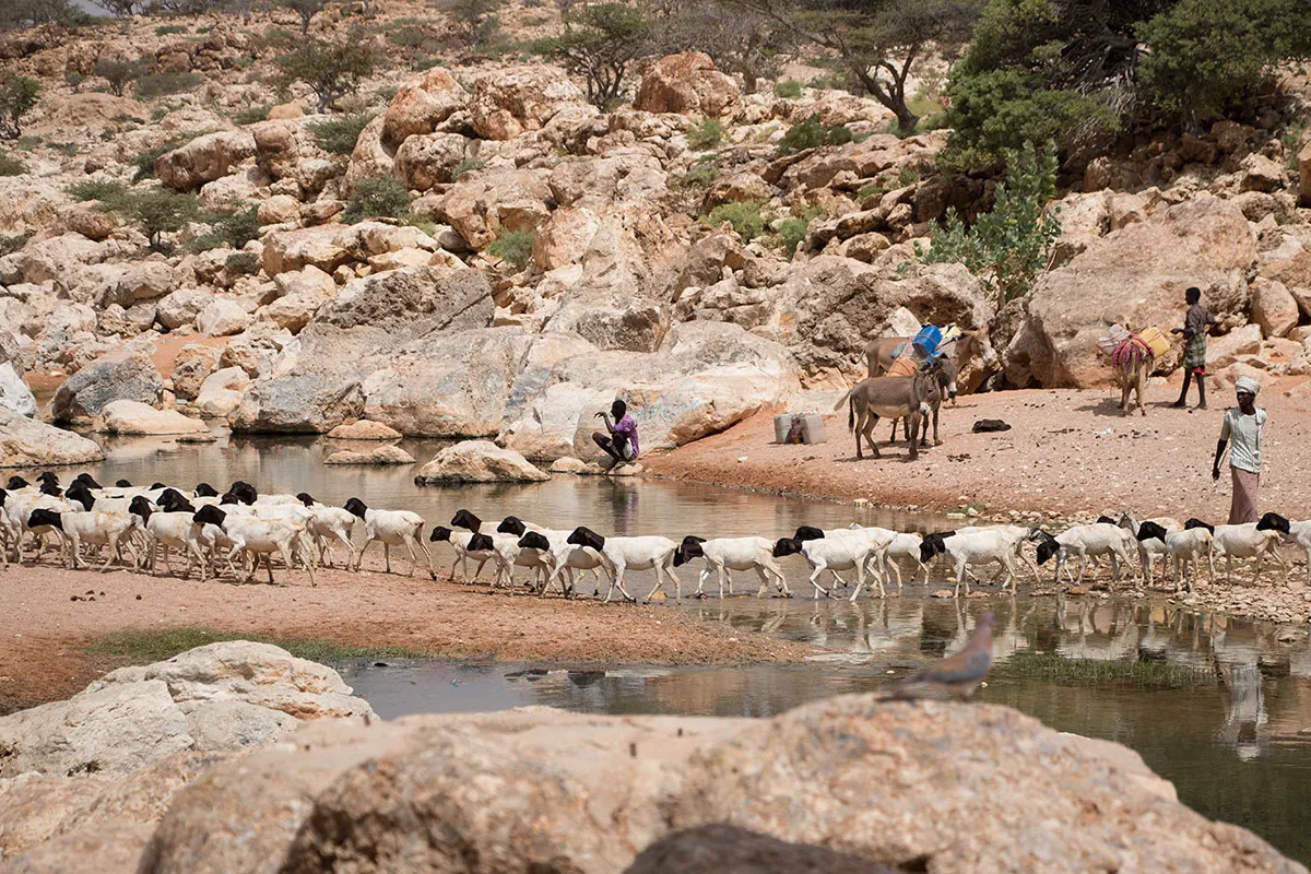 Drought strikes Puntland/ Please Do Not Use