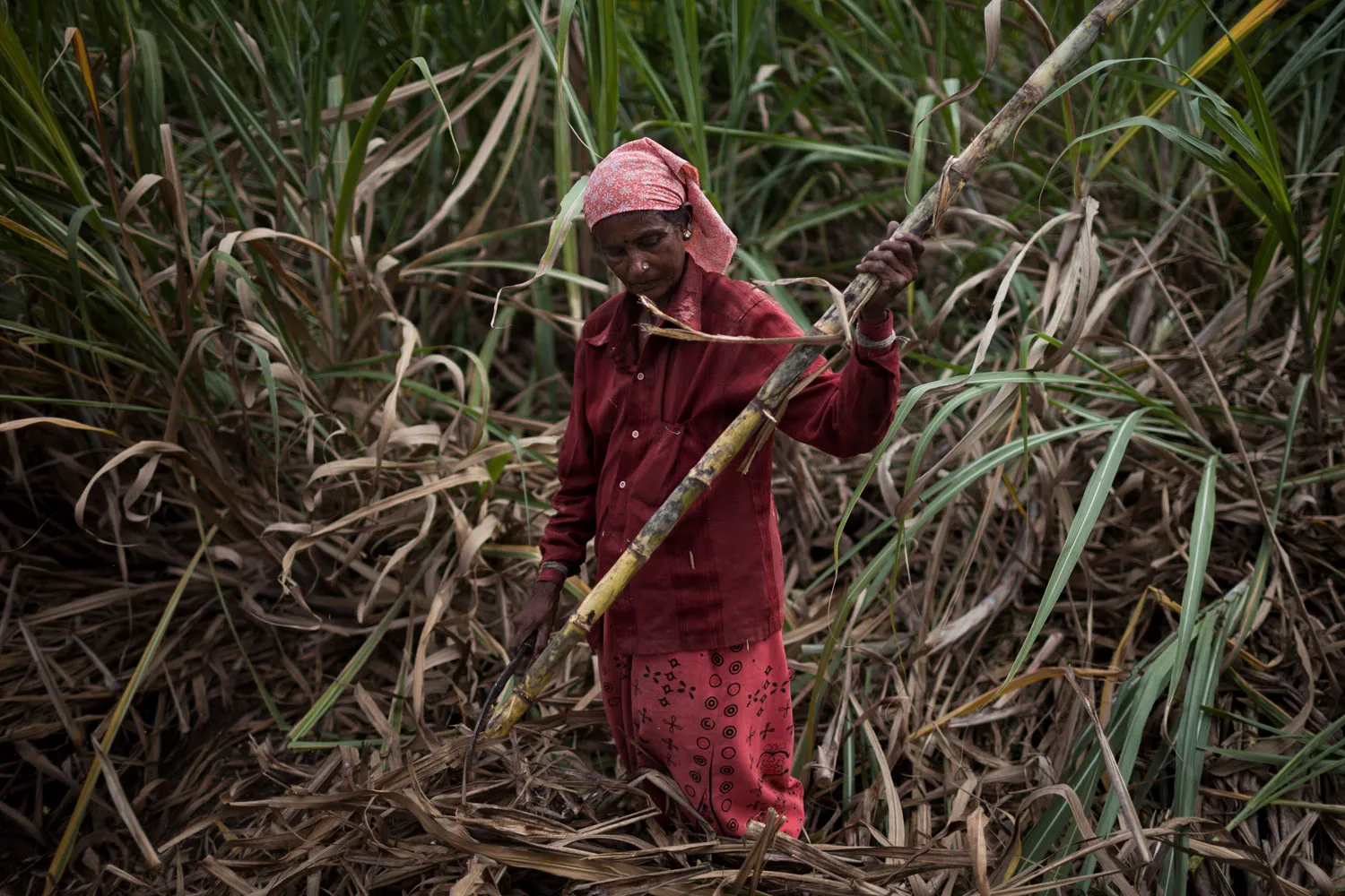Kamalamma, 55, a daily wage labourer, harvests sugarcane in the village of Madhar Halli. She is paid two rupees, or $0.03, per bundle of sugarcane, and in a day manages to earn 200 rupees, or $3 [Janos Chiala/Al Jazeera]