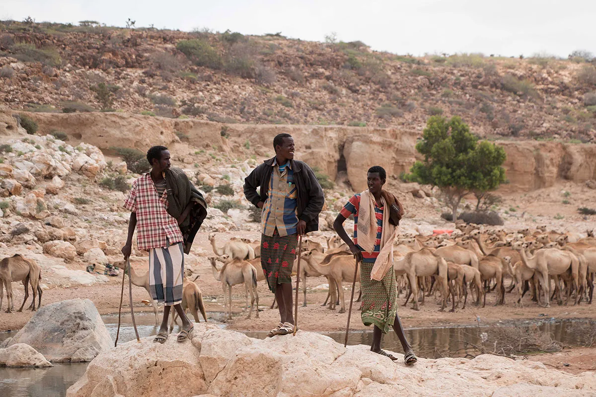 Drought strikes Puntland/ Please Do Not Use