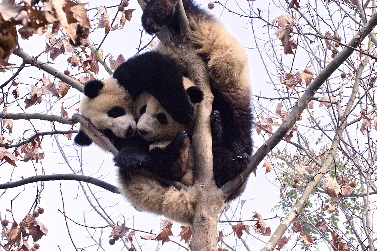 Saving China’s Pandas/Please Do Not Use