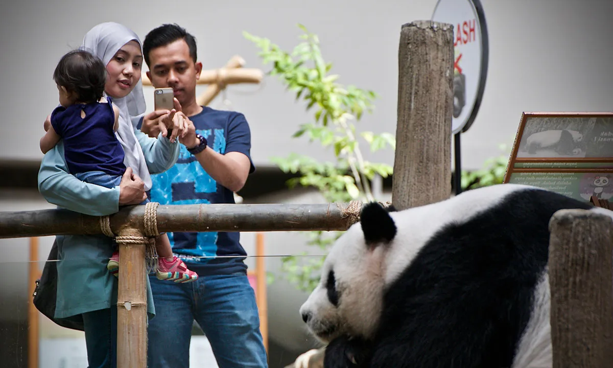 Saving China’s Pandas/Please Do Not Use