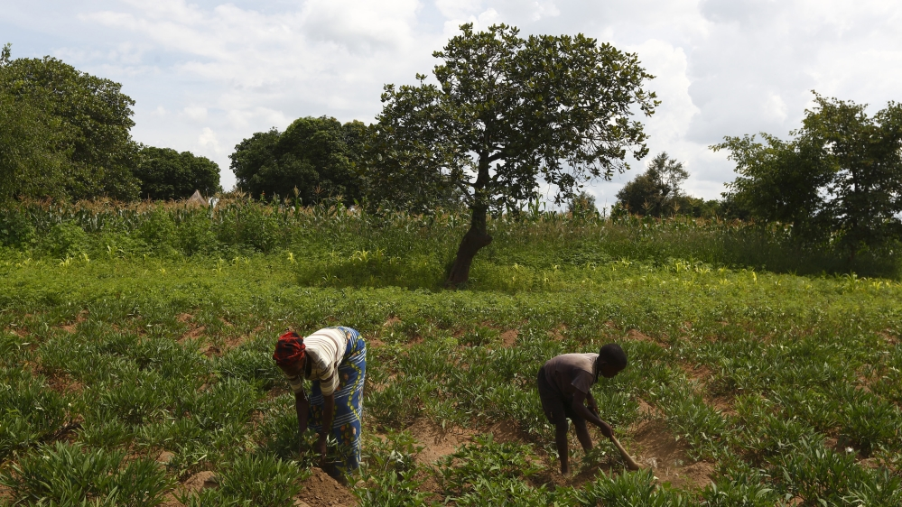 Zambia agriculture Reuters