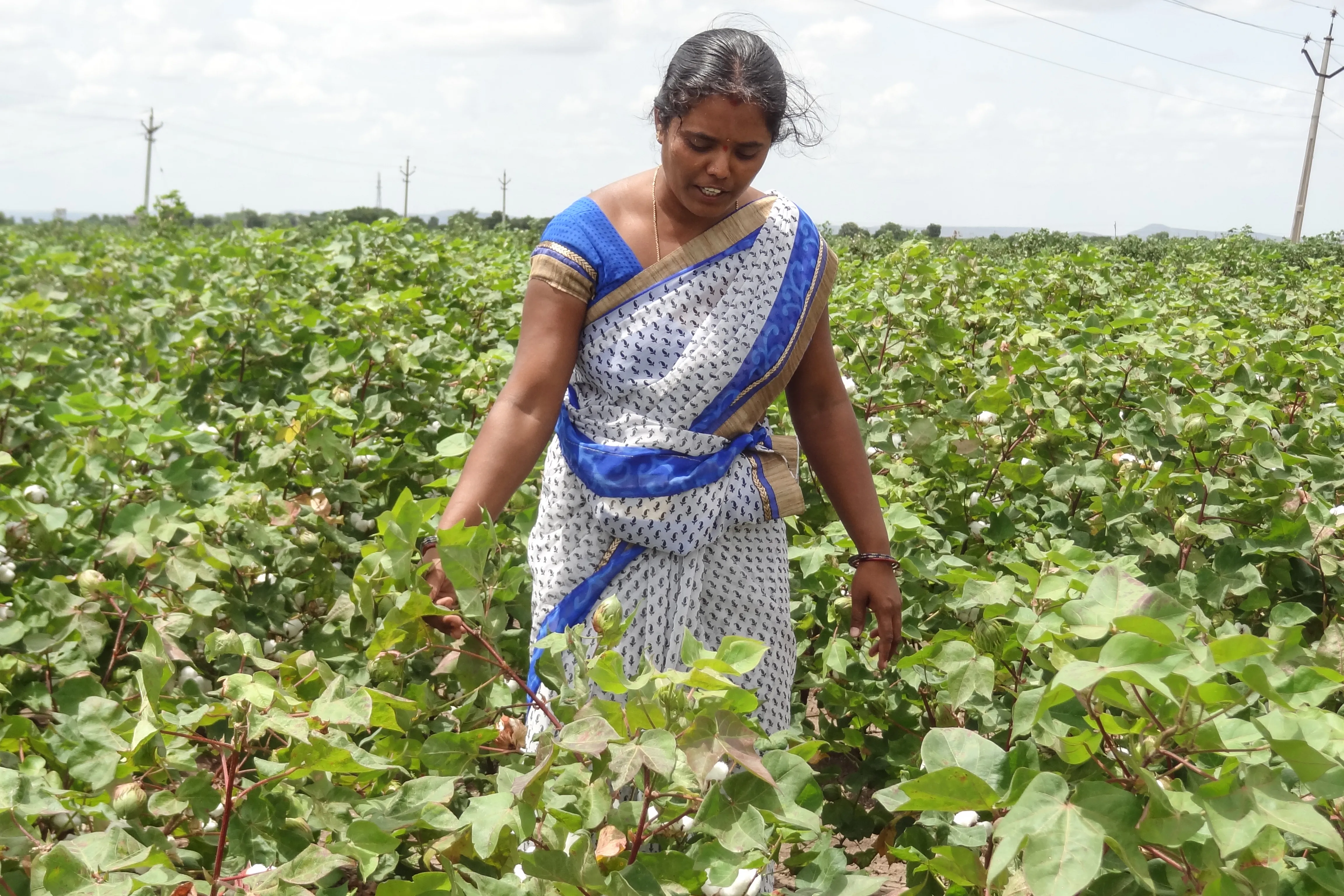 29-nine-year-old Venkat Shobha Rani, a small organic farmer, is in the middle of an early harvest of her cotton in Dugganagaripalli village near Pulivendula town in Kadapa district